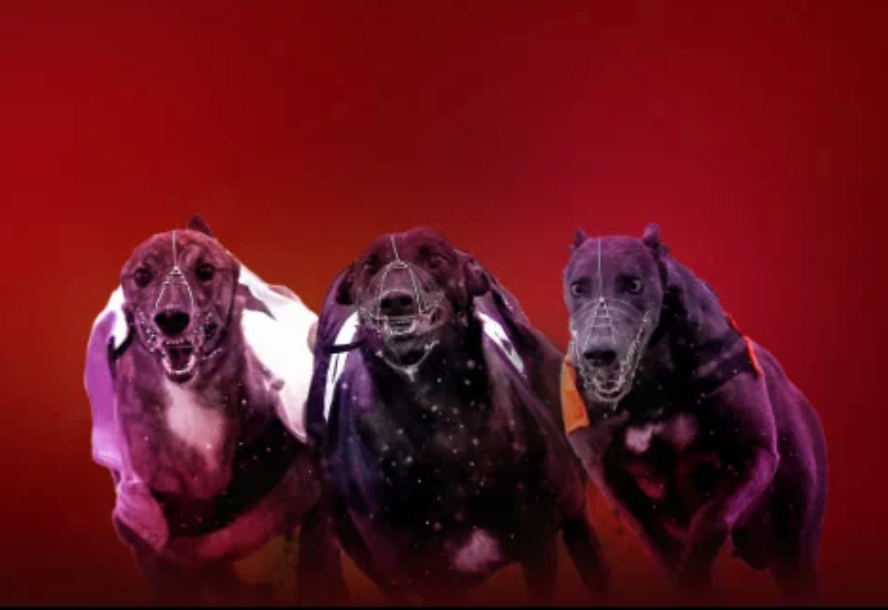 Ladbrokes Best Odds on Greyhounds Races up to £/€2500