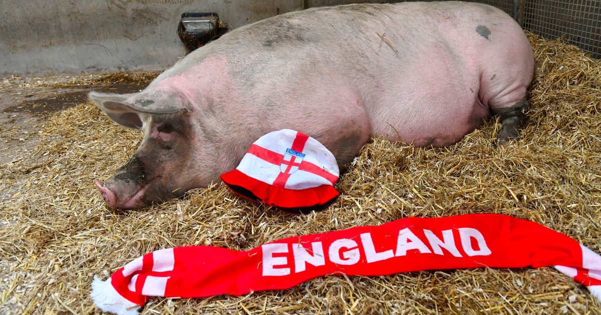 Susie the pig predicts the result of upcoming EURO 2020 match