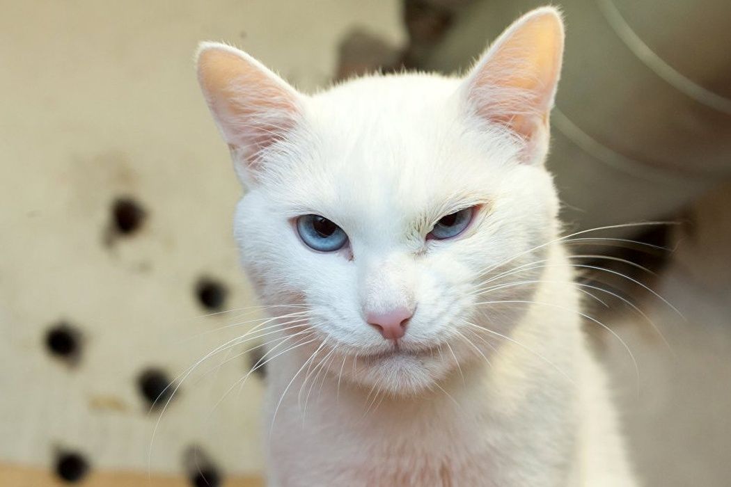 Achilles the cat predicts Russian victory in match against Finland