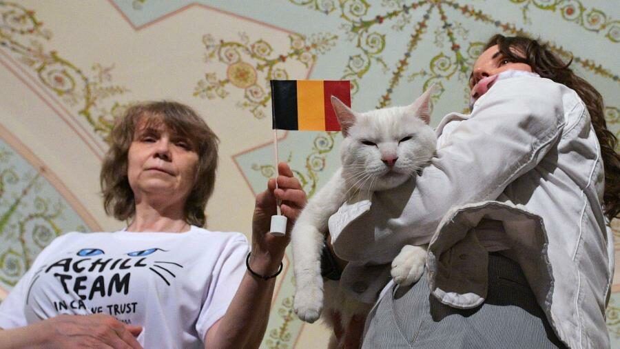 Achilles the cat predicts Belgium win against Finland at EURO 2020