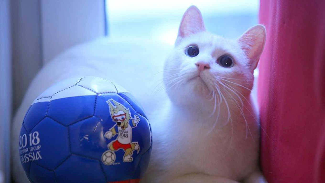 Psychic Sport-Predicting Animals Foretelling EURO & Copa America Outcomes