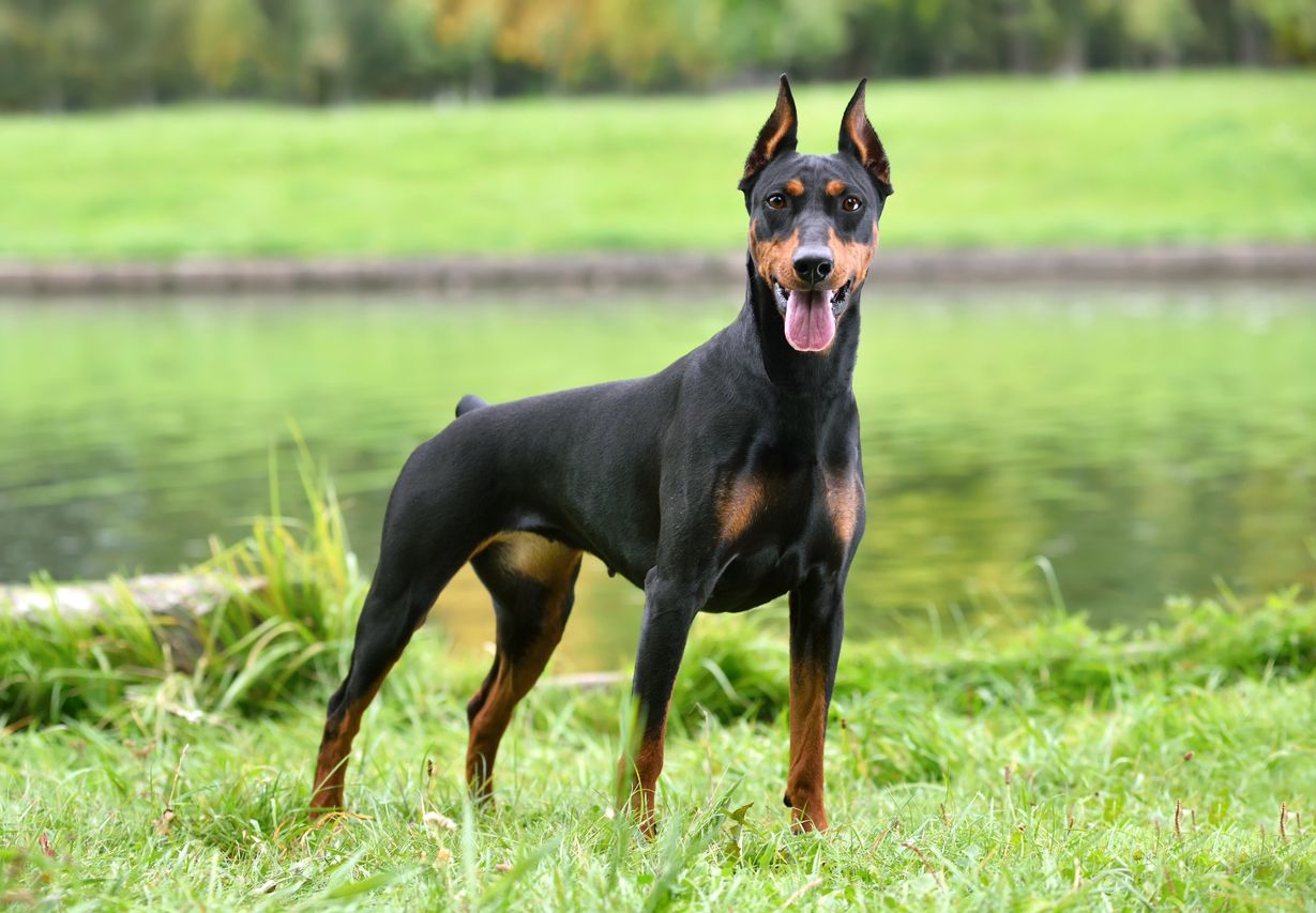 Doberman Doberman