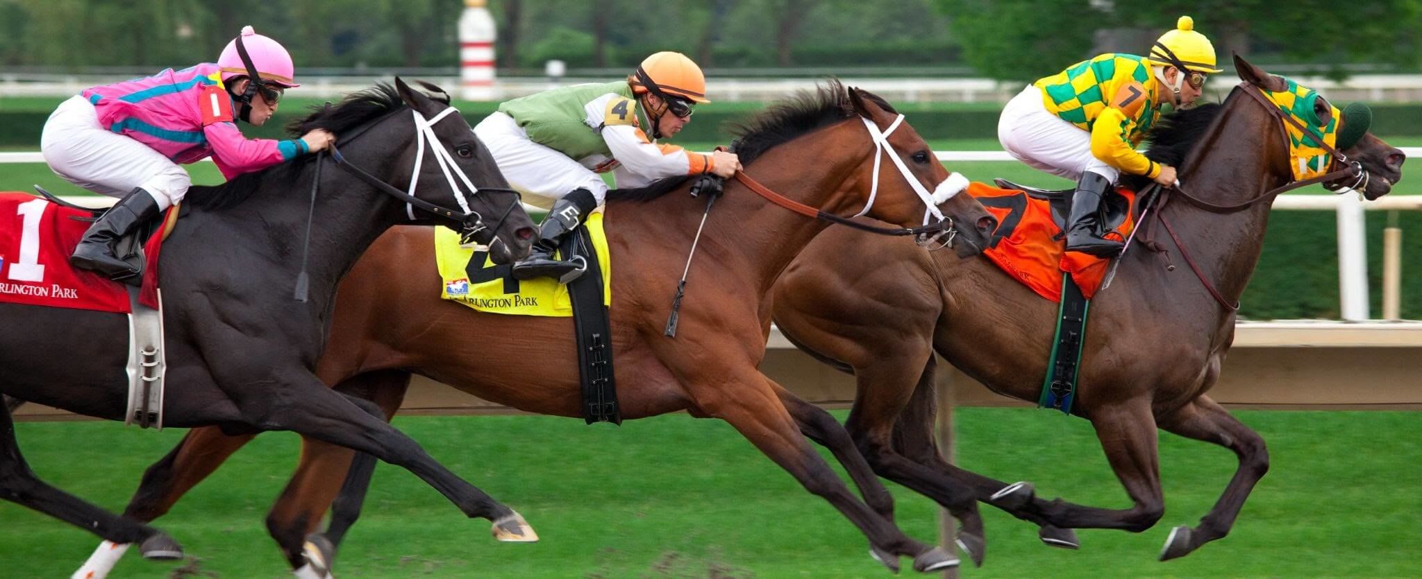 horse racing betting terms box
