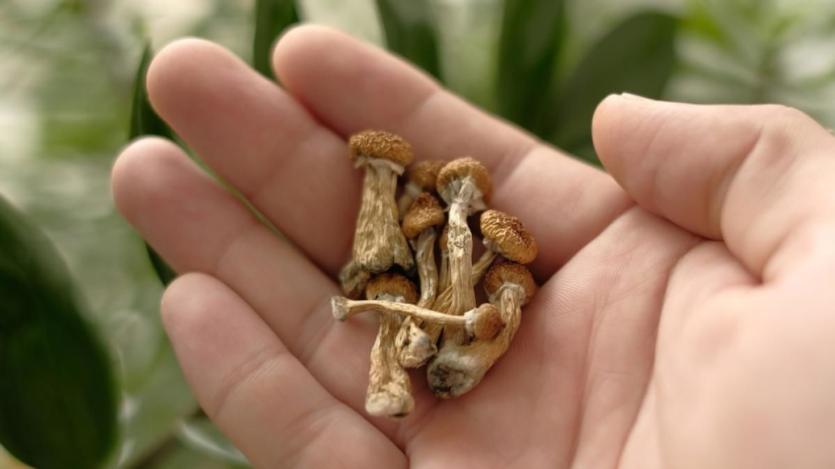 La psilocibina es conocida como "hongo mágico" -