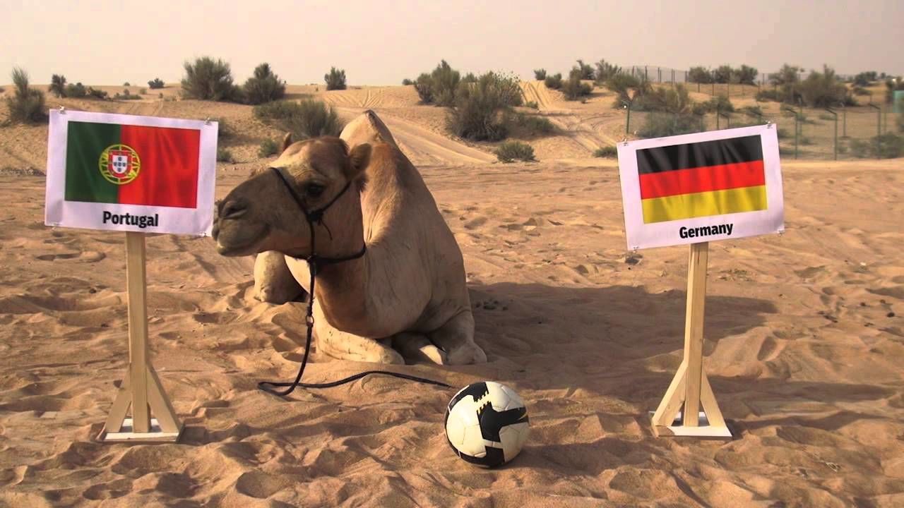 Shaheen, The Camel